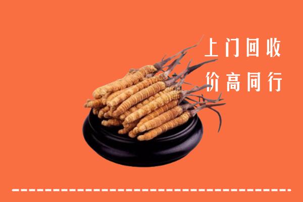 附近收购：北湖区冬虫夏草回收多少钱每克